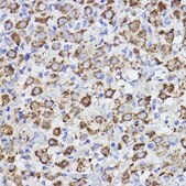 Anti-Erlin-2 Antibody, clone 9T3M5, Rabbit Monoclonal