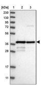 Anti-MRM1 antibody produced in rabbit Prestige Antibodies&#174; Powered by Atlas Antibodies, affinity isolated antibody, buffered aqueous glycerol solution