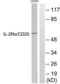 Anti-IL-2R &#945; antibody produced in rabbit affinity isolated antibody