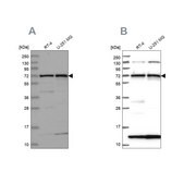 Anti-KLC2 antibody produced in rabbit Prestige Antibodies&#174; Powered by Atlas Antibodies, affinity isolated antibody, buffered aqueous glycerol solution
