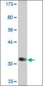 Monoclonal Anti-BMP8B antibody produced in mouse clone 6D6, ascites fluid