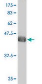 Monoclonal Anti-ALF antibody produced in mouse clone 3E4, purified immunoglobulin, buffered aqueous solution