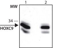 Anti-HOXC9 (C-terminal) antibody produced in rabbit ~1.0 mg/mL, affinity isolated antibody, buffered aqueous solution