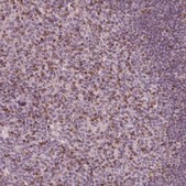 Anti-BTLA antibody produced in rabbit Prestige Antibodies&#174; Powered by Atlas Antibodies, affinity isolated antibody, buffered aqueous glycerol solution