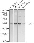 Anti-DCAF7 Antibody, clone 4T5S1, Rabbit Monoclonal