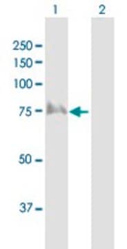 Anti-TRIP10 antibody produced in rabbit purified immunoglobulin, buffered aqueous solution