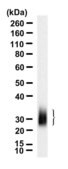 Anti-KLRB1A Antibody, clone 2B12 ZooMAb® Rabbit Monoclonal recombinant, expressed in HEK 293 cells