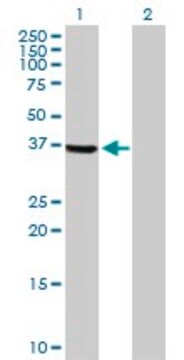 Anti-TSSK2 antibody produced in rabbit purified immunoglobulin, buffered aqueous solution