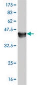 Monoclonal Anti-MAPK13 antibody produced in mouse clone 3G6, purified immunoglobulin, buffered aqueous solution