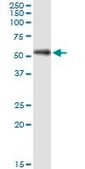 Monoclonal Anti-SHC4 antibody produced in mouse clone 2F5, purified immunoglobulin, buffered aqueous solution