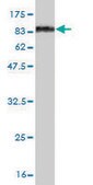 Monoclonal Anti-OXSR1 antibody produced in mouse clone 4C12, purified immunoglobulin, buffered aqueous solution