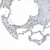 Anti-NRG1 antibody produced in rabbit Prestige Antibodies&#174; Powered by Atlas Antibodies, affinity isolated antibody, buffered aqueous glycerol solution