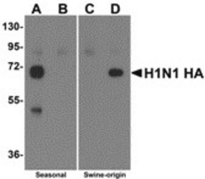 Anti-Swine H1N1 Hemagglutinin antibody produced in rabbit affinity isolated antibody