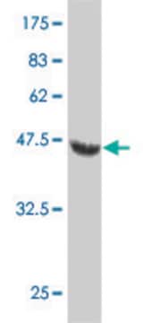 Monoclonal Anti-NOG, (C-terminal) antibody produced in mouse clone 4A1, purified immunoglobulin, buffered aqueous solution