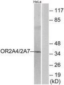 Anti-OR2A4 antibody produced in rabbit affinity isolated antibody