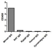 Goat Anti-Mouse kappa Alpaca Heavy chain only Antibody recombinant Alpaca(VHH) Nano antibody