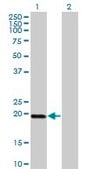 Monoclonal Anti-DUX3, (N-terminal) antibody produced in mouse clone 3D2, purified immunoglobulin, buffered aqueous solution