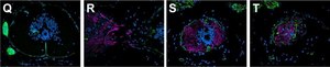 抗层粘连蛋白 兔抗 0.5 mg/mL, affinity isolated antibody, buffered aqueous solution