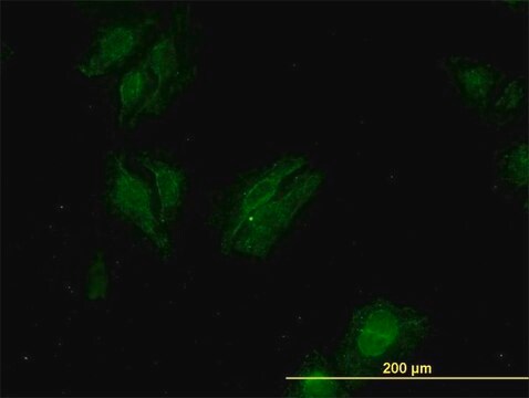Monoclonal Anti-KSR2 antibody produced in mouse clone 6C9, purified immunoglobulin, buffered aqueous solution