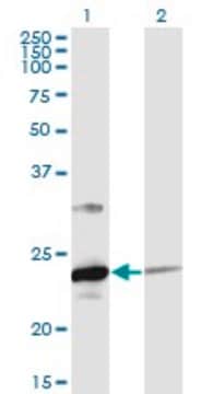 Monoclonal Anti-UBE2T antibody produced in mouse clone 4G1-4C2, purified immunoglobulin, buffered aqueous solution