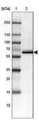 Anti-CES3 antibody produced in rabbit Prestige Antibodies&#174; Powered by Atlas Antibodies, affinity isolated antibody, buffered aqueous glycerol solution