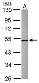 Anti-SMCR7 antibody produced in rabbit affinity isolated antibody, buffered aqueous solution