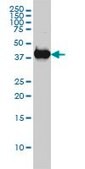 Monoclonal Anti-MAPK13 antibody produced in mouse clone 2D8, purified immunoglobulin, buffered aqueous solution