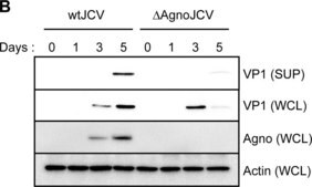 Anti-Actin Antibody, clone C4 clone C4, Chemicon&#174;, from mouse