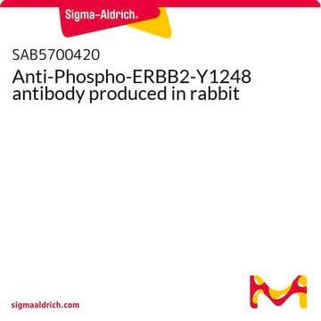 Anti-Phospho-ERBB2-Y1248 antibody produced in rabbit