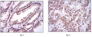 Anti-UBE2I Antibody, clone 1B10 ascites fluid, clone 1B10, from mouse