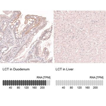 Monoclonal Anti-Lct Antibody Produced In Mouse Prestige Antibodies&#174; Powered by Atlas Antibodies, clone CL14122, affinity isolated antibody, buffered aqueous glycerol solution