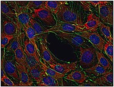 Monoclonal Anti-SOS antibody produced in mouse clone SOS-01