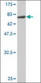 Monoclonal Anti-ACTL6A antibody produced in mouse clone 3E4, purified immunoglobulin, buffered aqueous solution