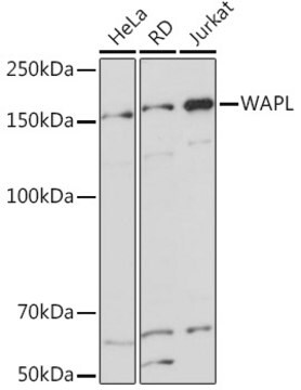 Anti-WAPL Antibody, clone 3Q4G1, Rabbit Monoclonal