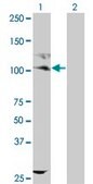 ANTI-KIT antibody produced in mouse clone 1D3, purified immunoglobulin, buffered aqueous solution