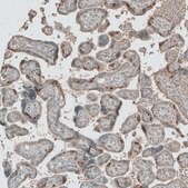 抗-L1TD1 兔抗 Prestige Antibodies&#174; Powered by Atlas Antibodies, affinity isolated antibody, buffered aqueous glycerol solution, ab1