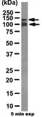 T-钙粘蛋白（CDH13）抗体 from rabbit, purified by affinity chromatography