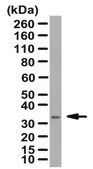 Anti-BST2 Antibody from rabbit, purified by affinity chromatography