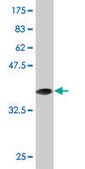 Monoclonal Anti-HIF1A, (C-terminal) antibody produced in mouse clone 1D4, purified immunoglobulin, buffered aqueous solution