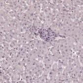 Anti-HIF1AN antibody produced in rabbit Prestige Antibodies&#174; Powered by Atlas Antibodies, affinity isolated antibody, buffered aqueous glycerol solution