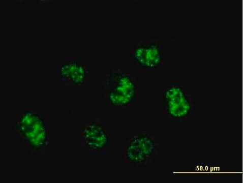 Monoclonal Anti-C6orf139 antibody produced in mouse clone 2B5-2D12, purified immunoglobulin, buffered aqueous solution