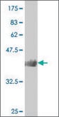 ANTI-SMAD4 antibody produced in mouse clone 2C1, purified immunoglobulin, buffered aqueous solution