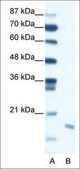 Anti-DIABLO antibody produced in rabbit IgG fraction of antiserum