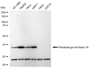 Anti Fibroblast growth factor 19 Antibody, clone 23GB5900, Rabbit Monoclonal clone 23GB5900, recombinant rabbit monoclonal, expressed in HEK293 cells