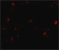 Anti-TDP43 antibody produced in rabbit affinity isolated antibody, buffered aqueous solution