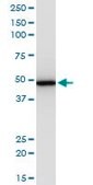 Monoclonal Anti-EIF2S2, (N-terminal) antibody produced in mouse clone 2F3, purified immunoglobulin, buffered aqueous solution
