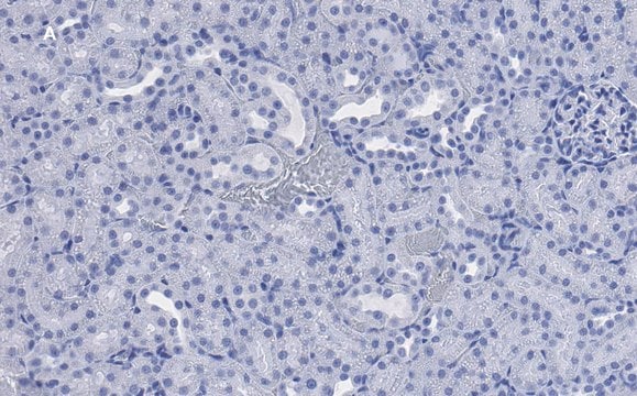 Anti-CD133 (Prominin-1) Antibody, clone 2F8, ZooMAb&#174; Rabbit Monoclonal recombinant, expressed in HEK 293 cells