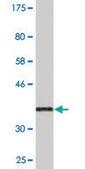 Monoclonal Anti-BIN3, (C-terminal) antibody produced in mouse clone 4E12, purified immunoglobulin, buffered aqueous solution