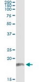 Monoclonal Anti-PPP2R3B, (N-terminal) antibody produced in mouse clone 2E12, purified immunoglobulin, buffered aqueous solution
