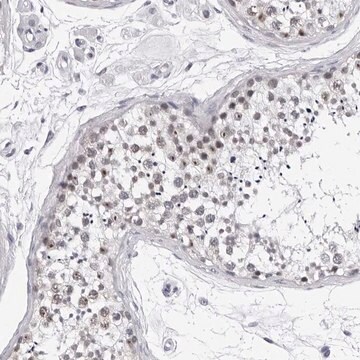 Anti-GNL2 antibody produced in rabbit Prestige Antibodies&#174; Powered by Atlas Antibodies, affinity isolated antibody, buffered aqueous glycerol solution